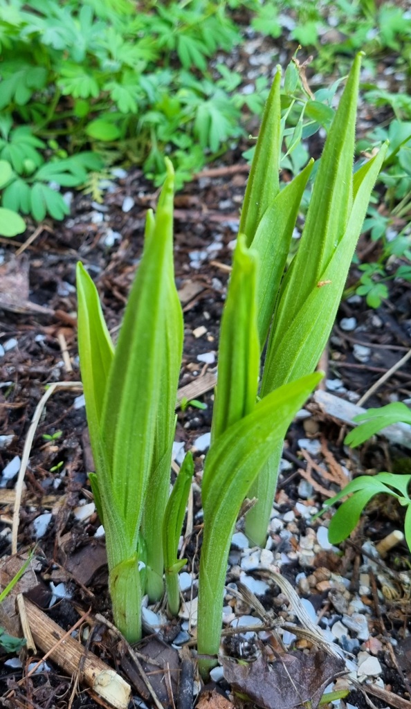 Cypripedium_2022.jpg