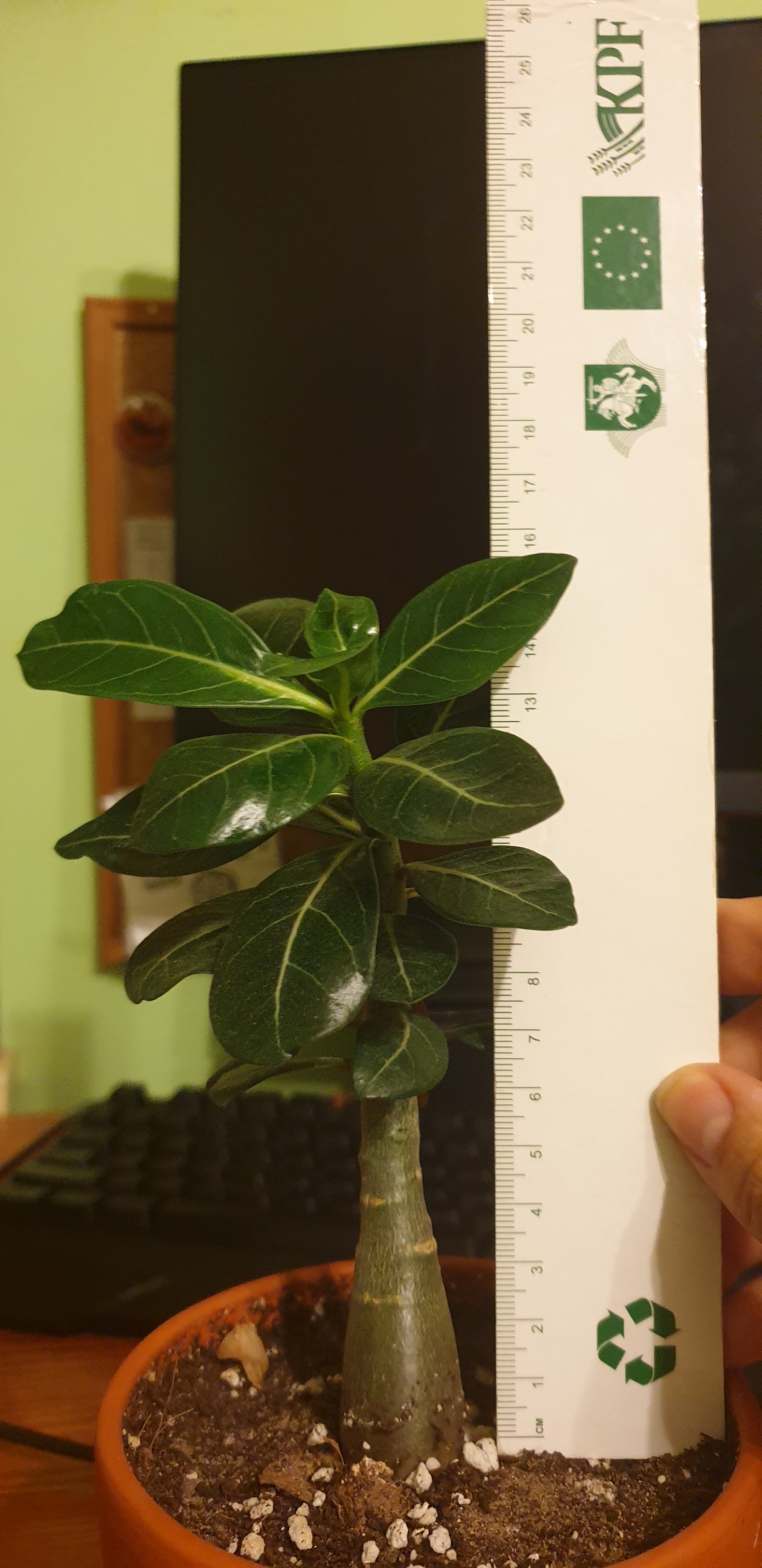 adenium.jpg