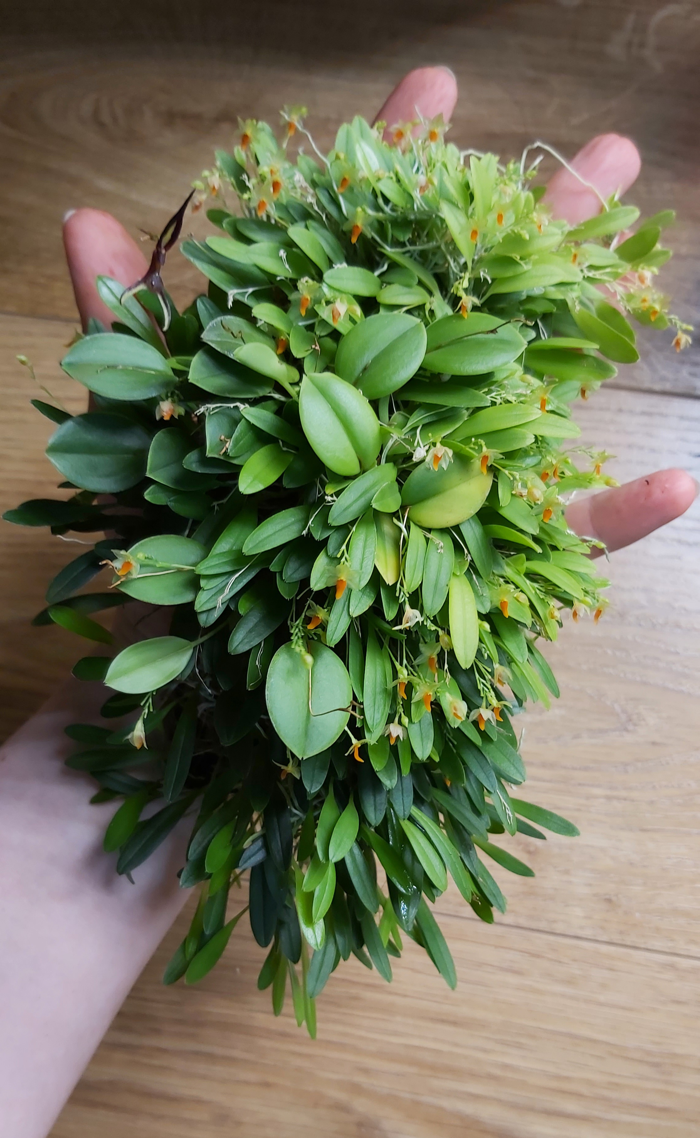Platustele repens ir Stelis mystax