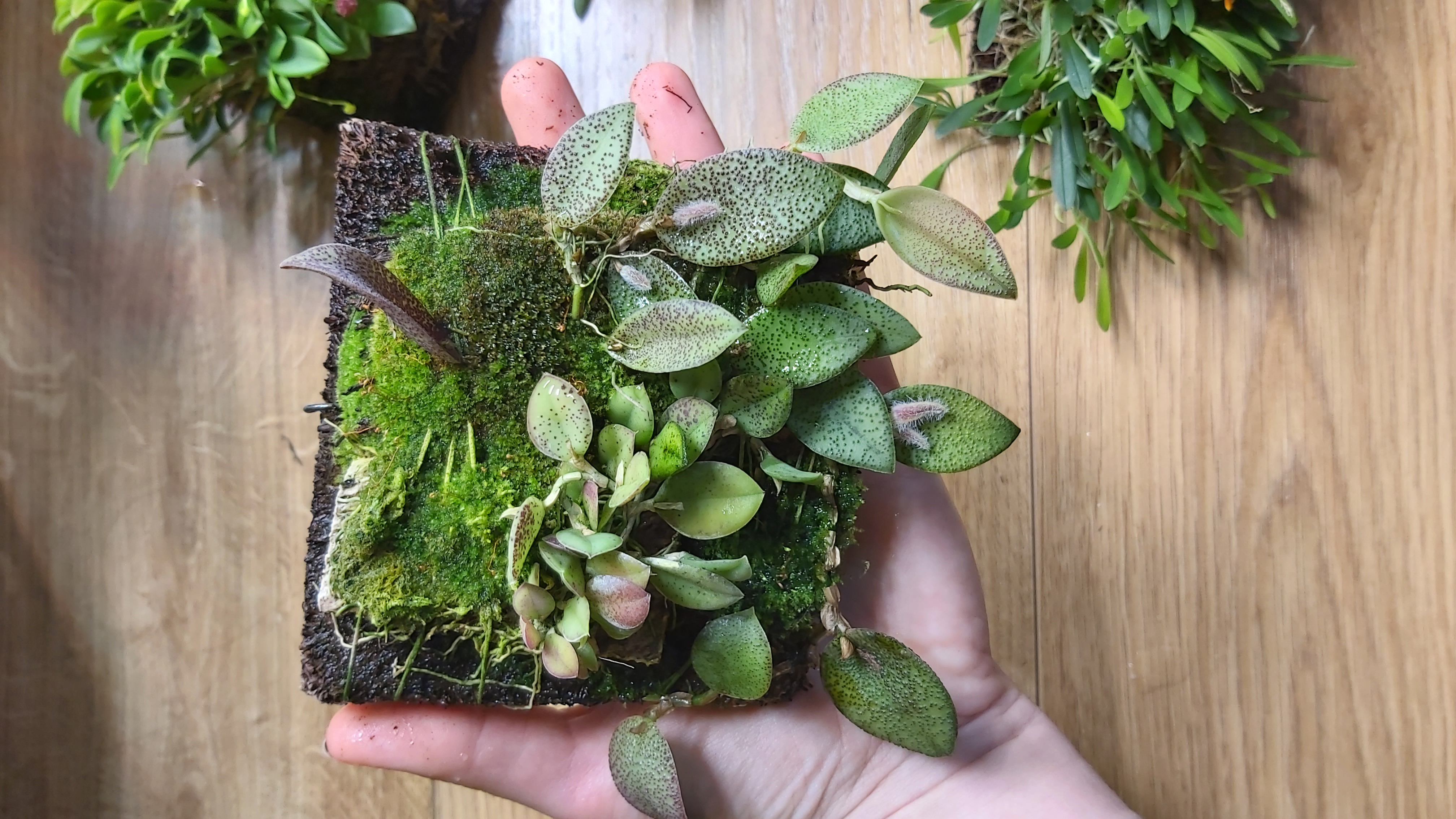 Pleurothallis dodsonii