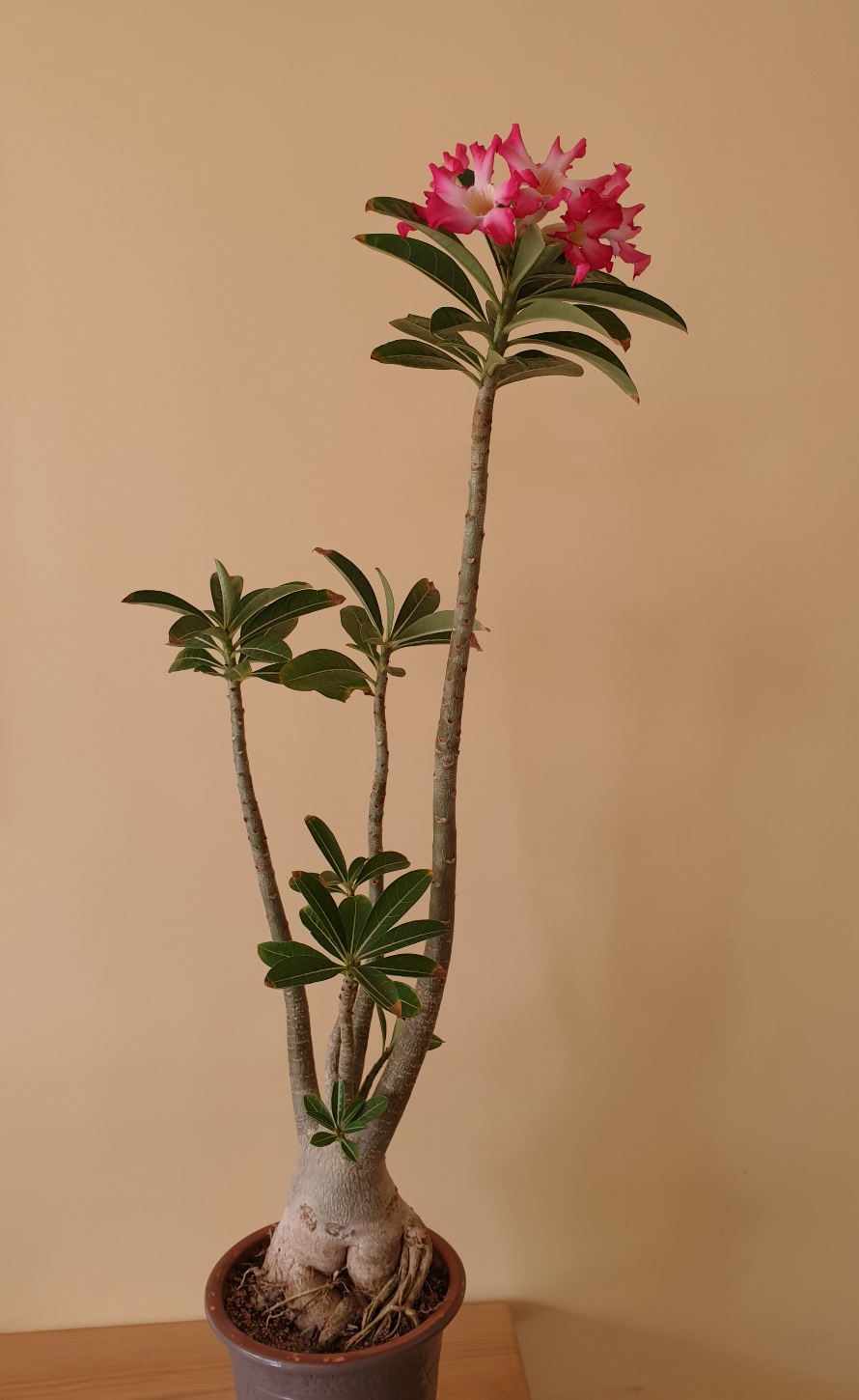 20200921_181245.jpg