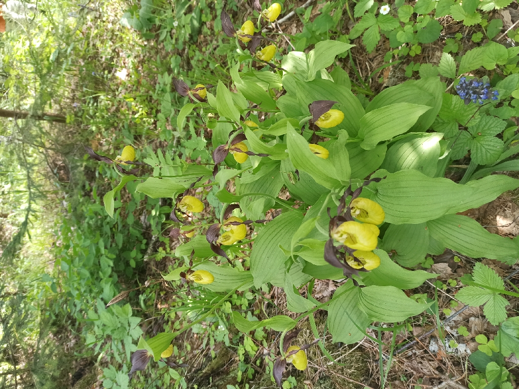 IMG_20220605_111636_resize_38.jpg