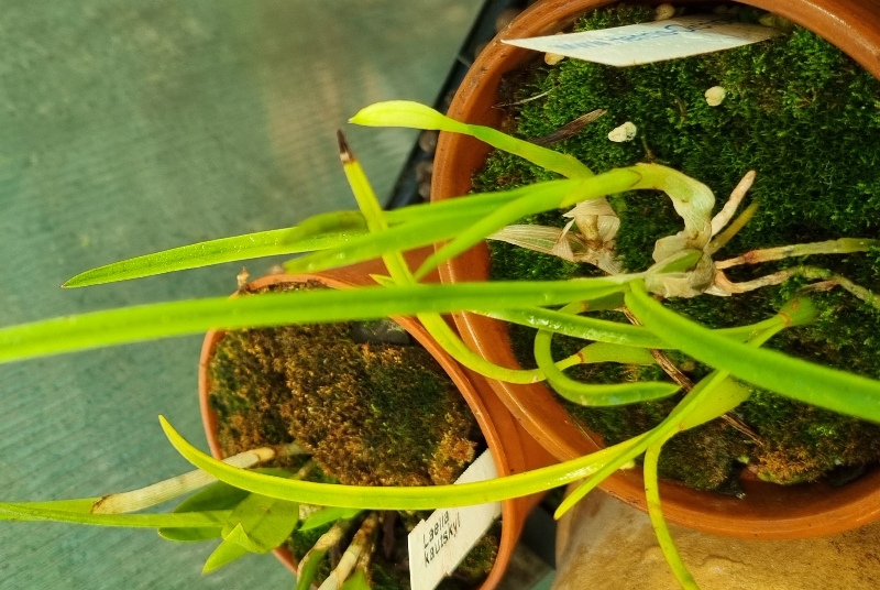 C. lundi var. alba.jpg