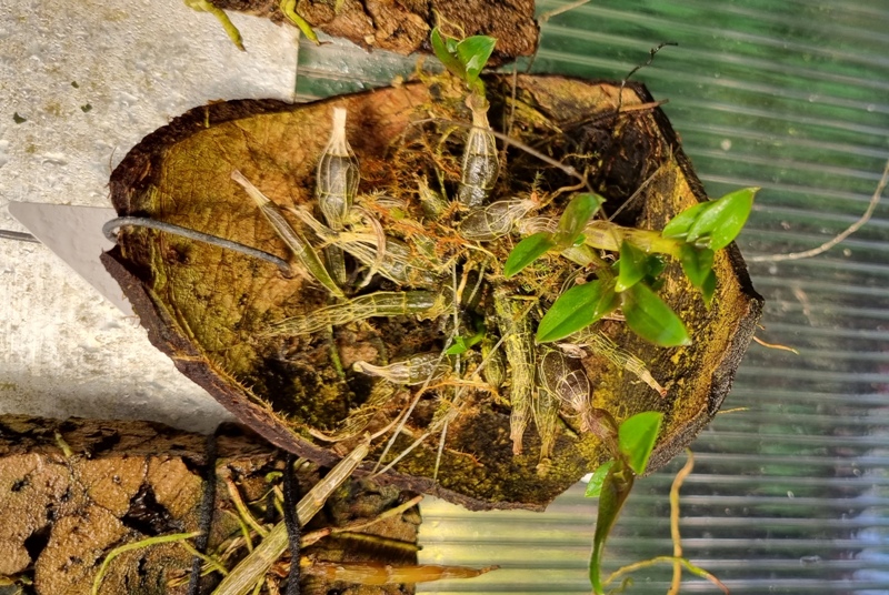 Dendrobium hekouense.jpg
