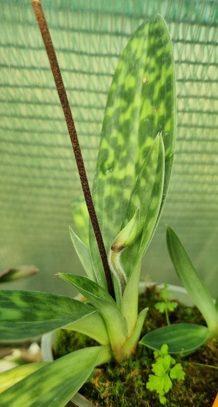 Paphiopedillum appletonianum (1).jpg