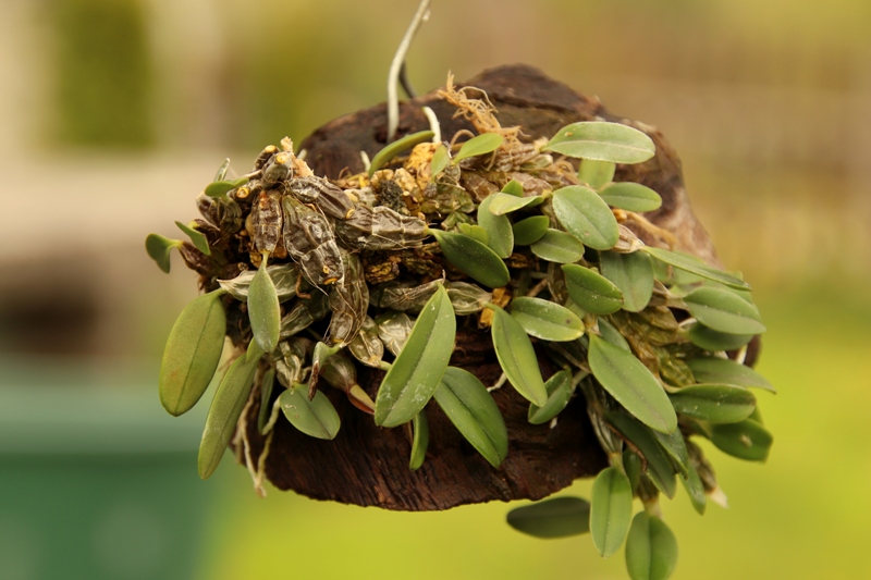 Dendrobium jenkinsii (3).JPG