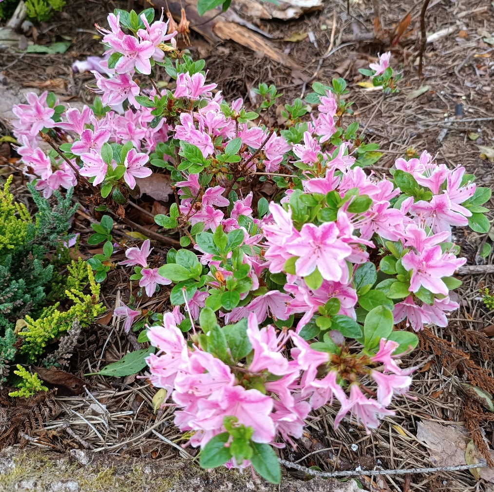220611 Rhododendron hybr.(Azalea japonica) 'Kermesina Rose'.jpg