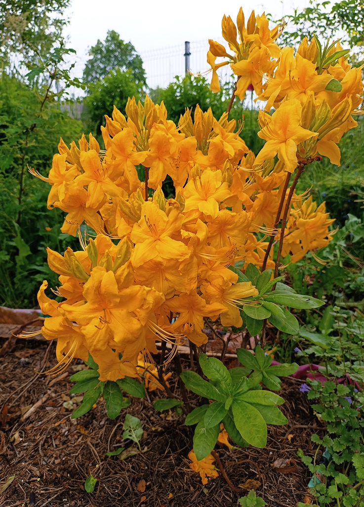220611 Rhododendron hybr.(Azalea) 'Anneke'.jpg