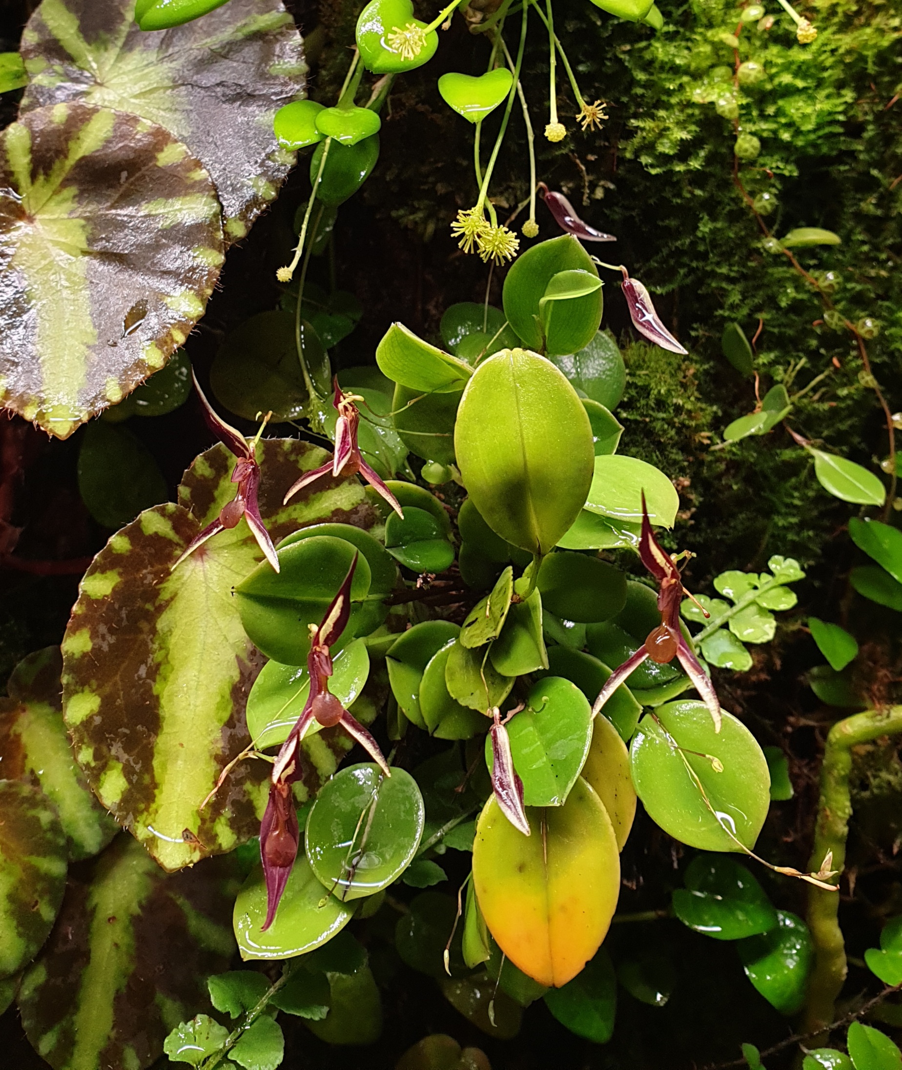 Stelis mystax