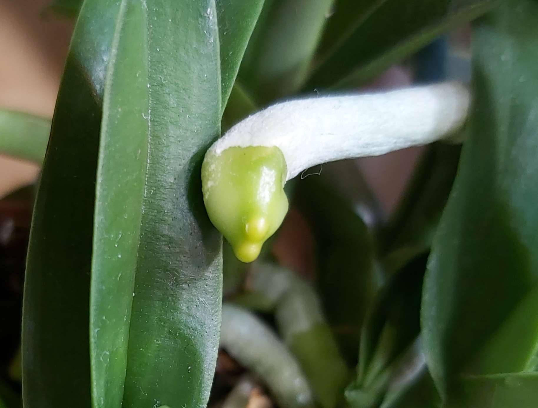 Sarcochilus šaknys.jpg