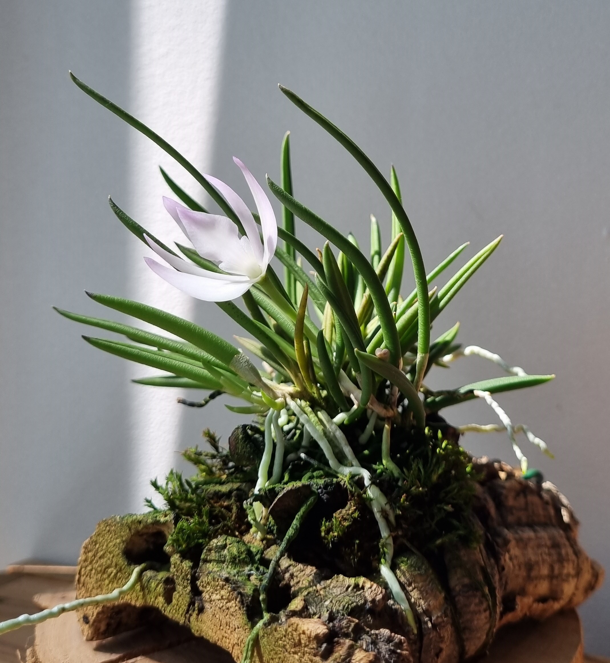 20220629_Leptotes unicolor.jpg