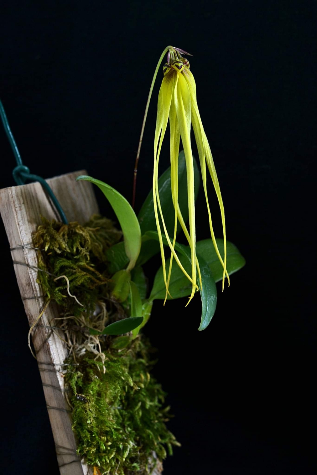 B. thiurum