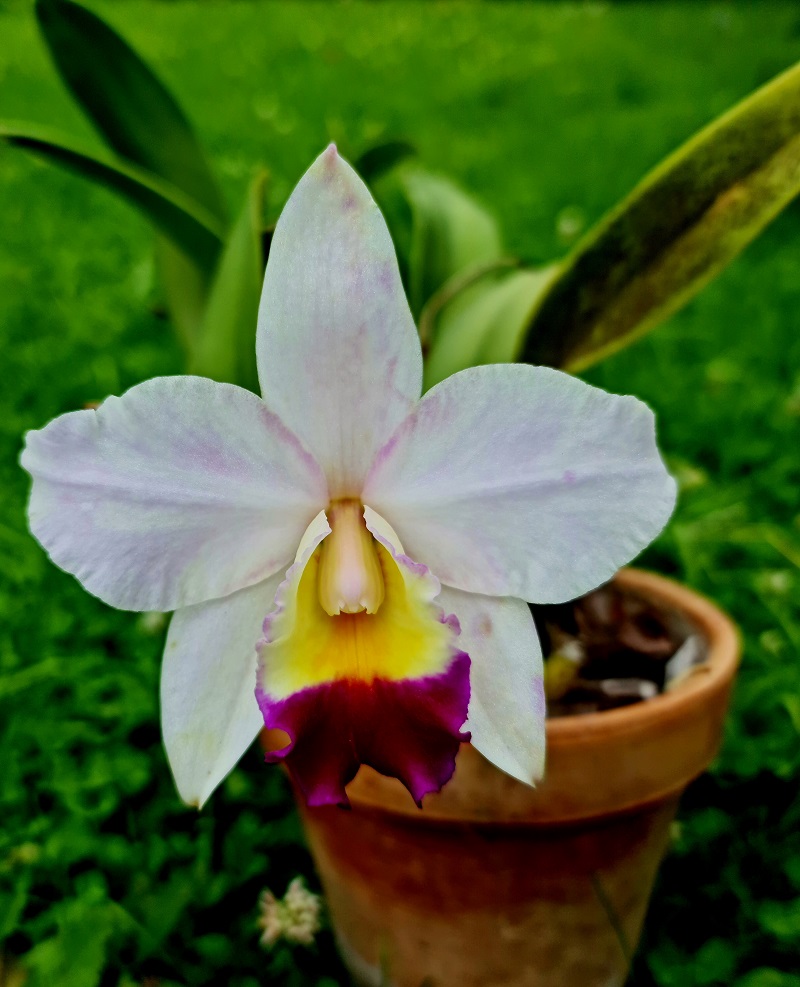 Laeliocattleya 'White Cinderella'