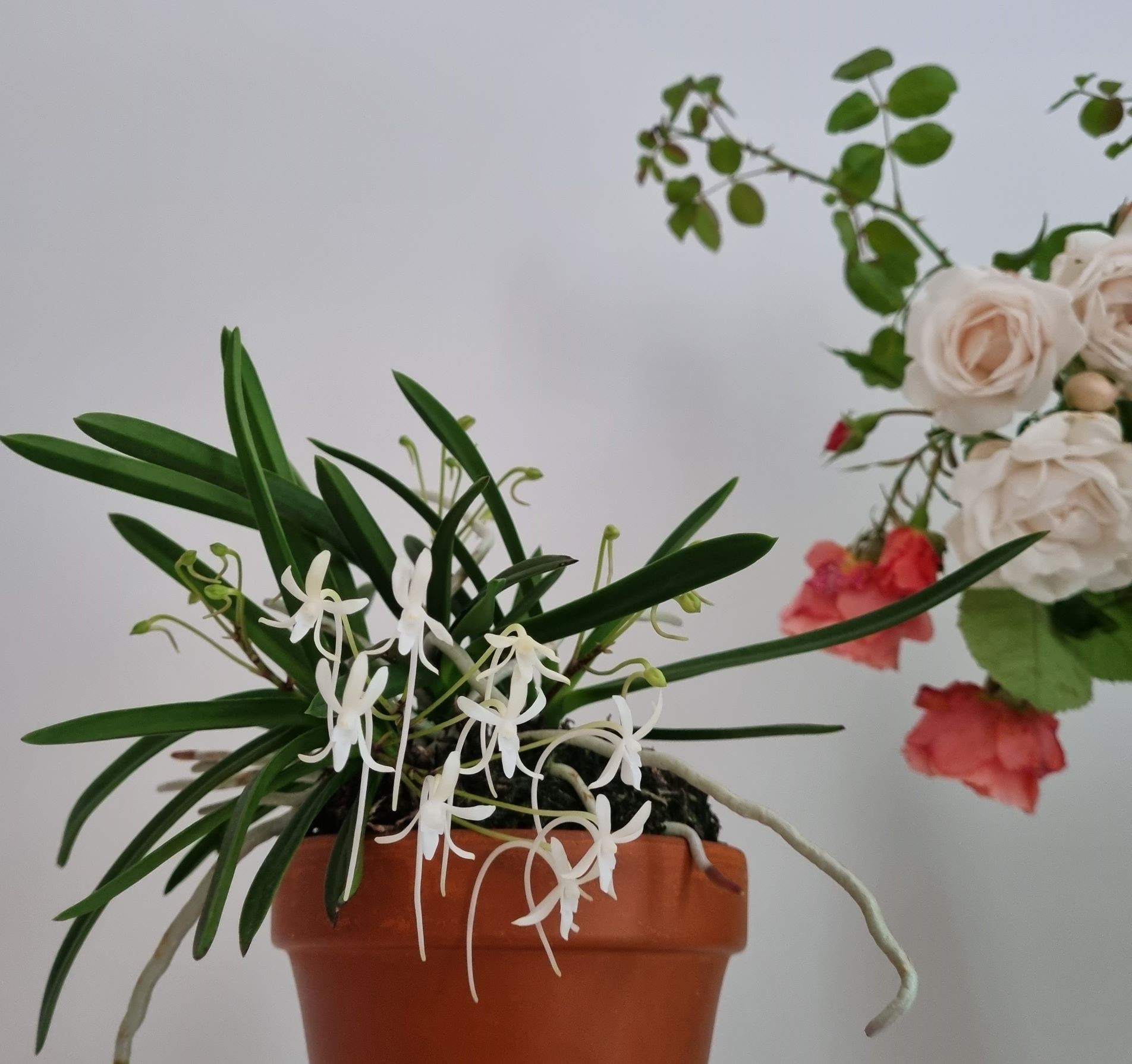 20220718_Neofinetia falcata.jpg
