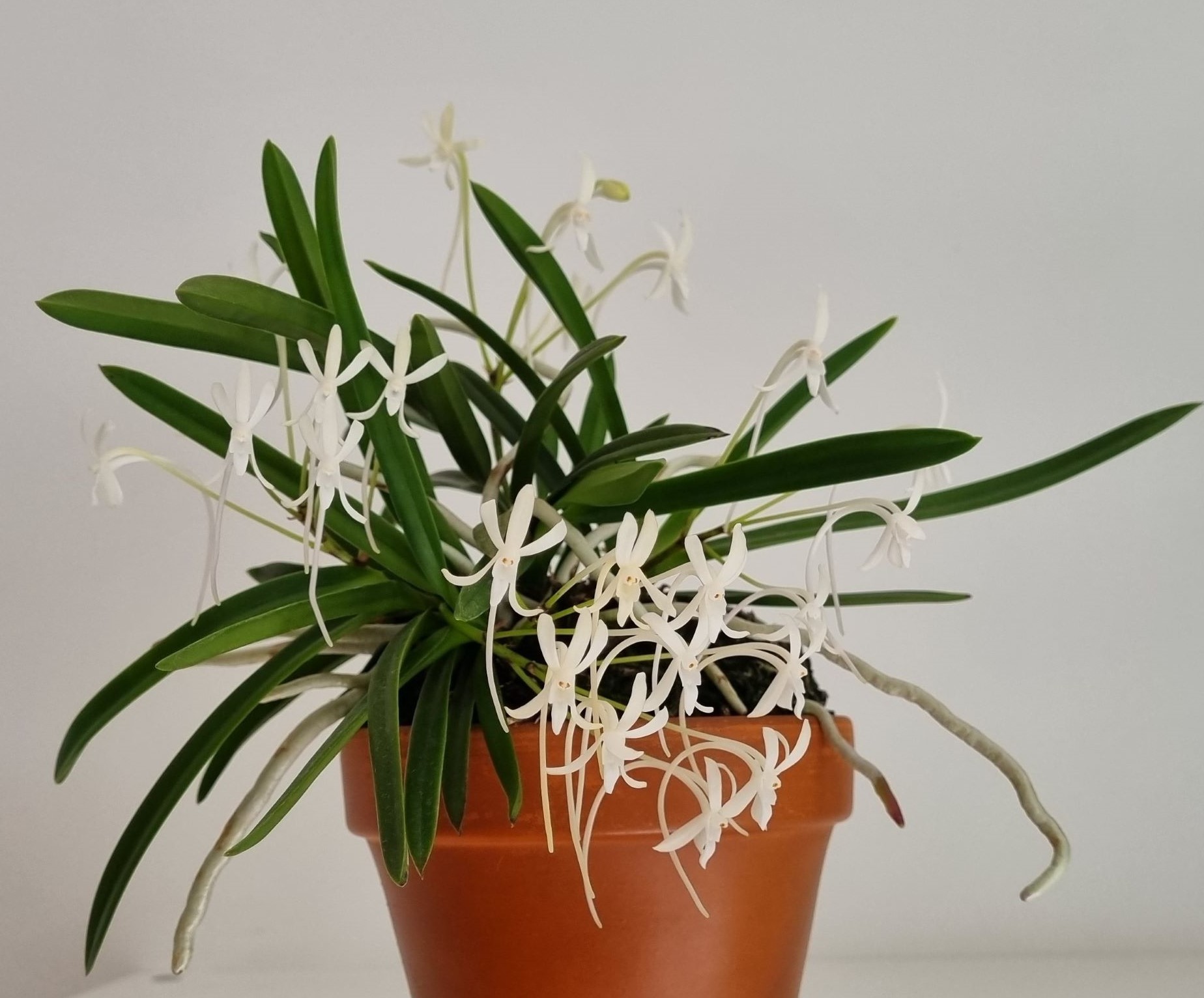 20220726_Neofinetia falcata.jpg