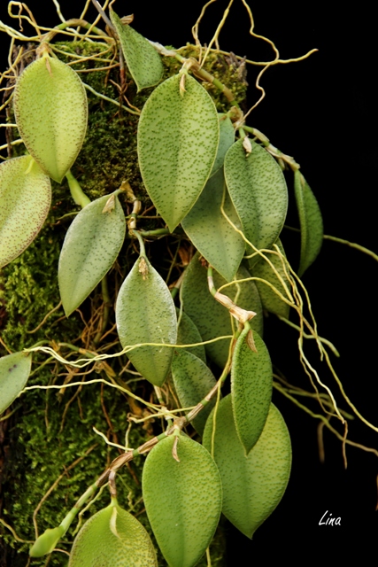 Acianthera nikoleae'22.07.02.JPG