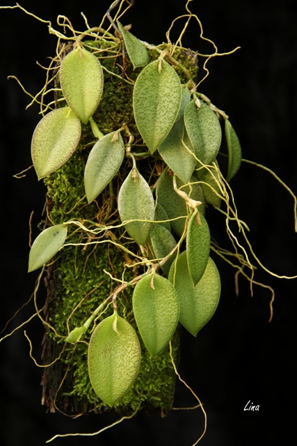 Acianthera nikoleae'22.07.JPG