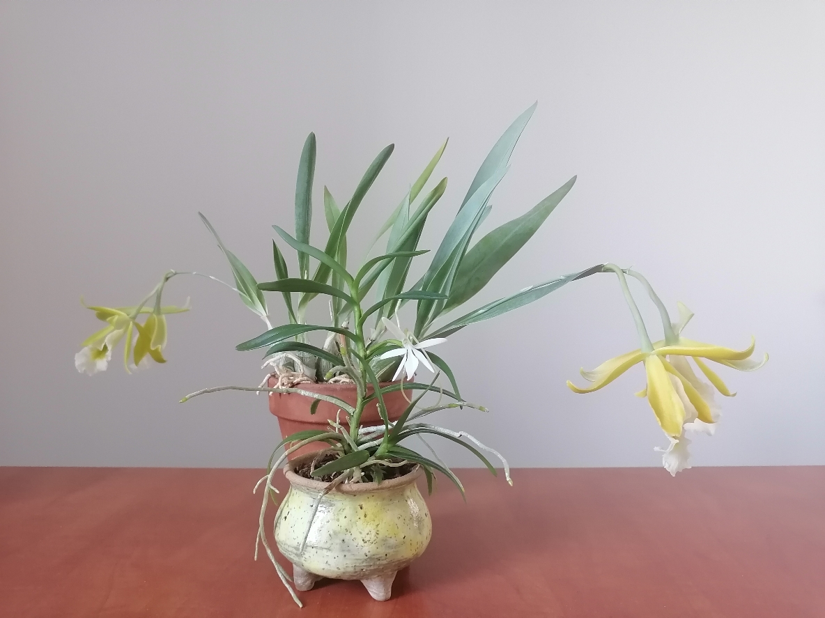 Encyclia mariae x citrina