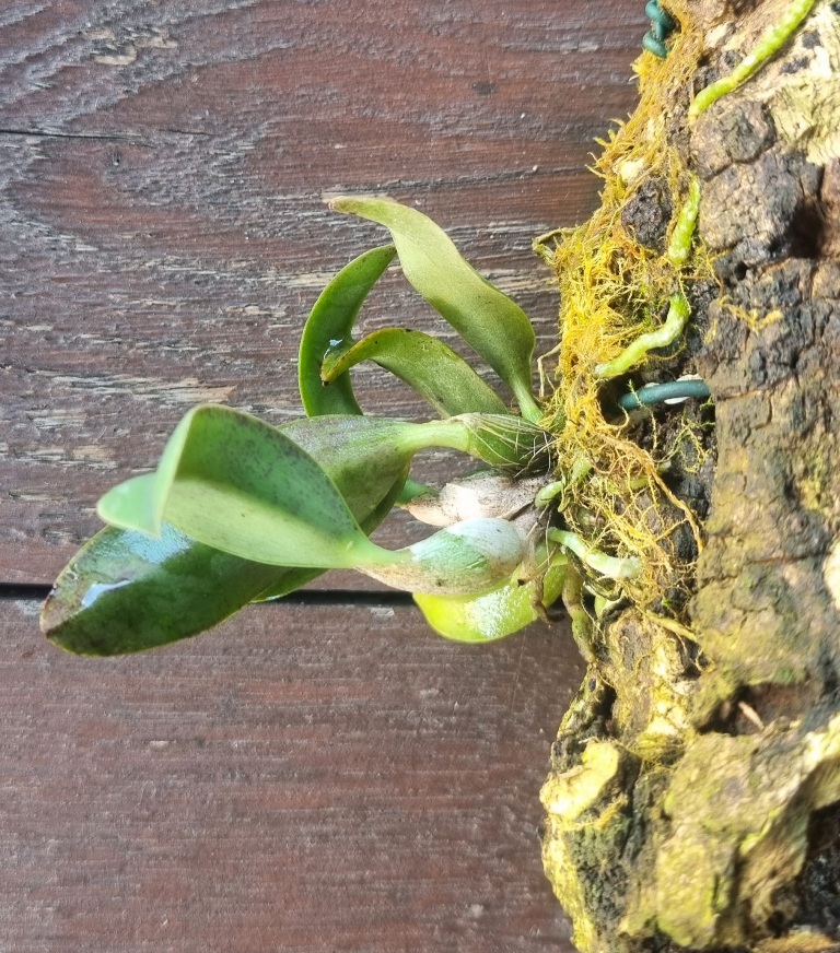 Sophronitis wittigiana syn. rosea.jpg
