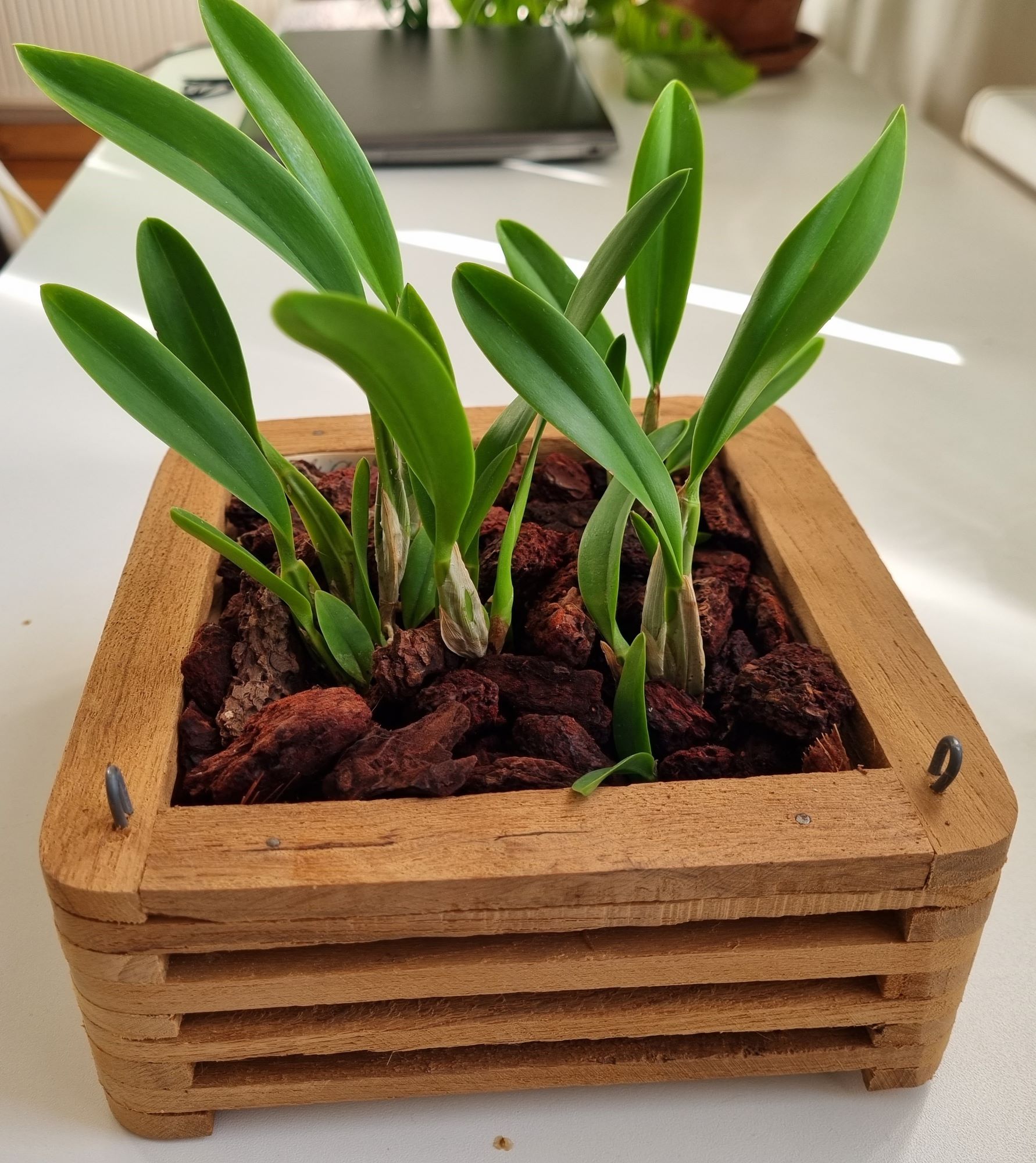20220810_Laelia anceps2.jpg