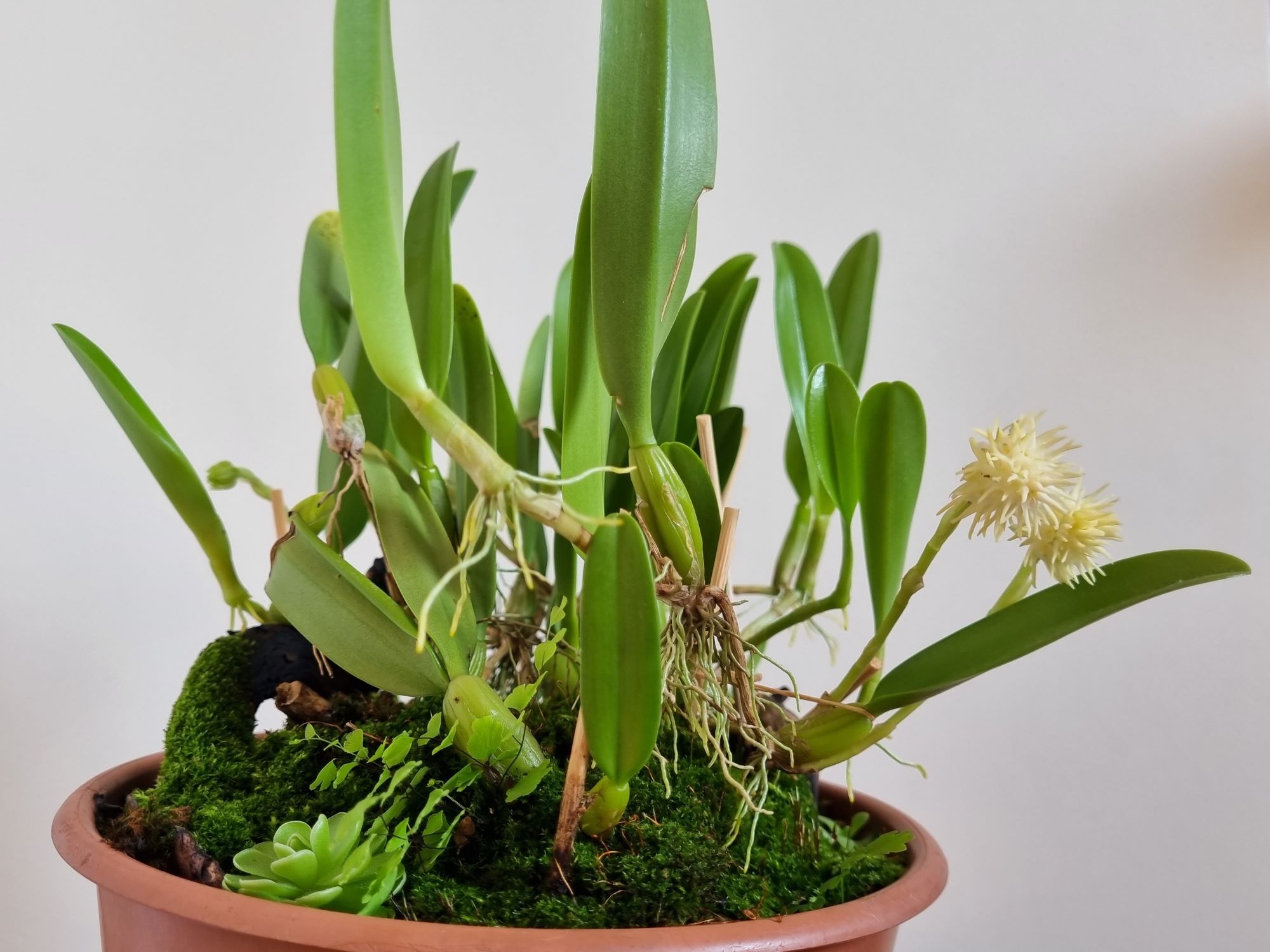20220822_Bulbophyllum odoratissimum.jpg