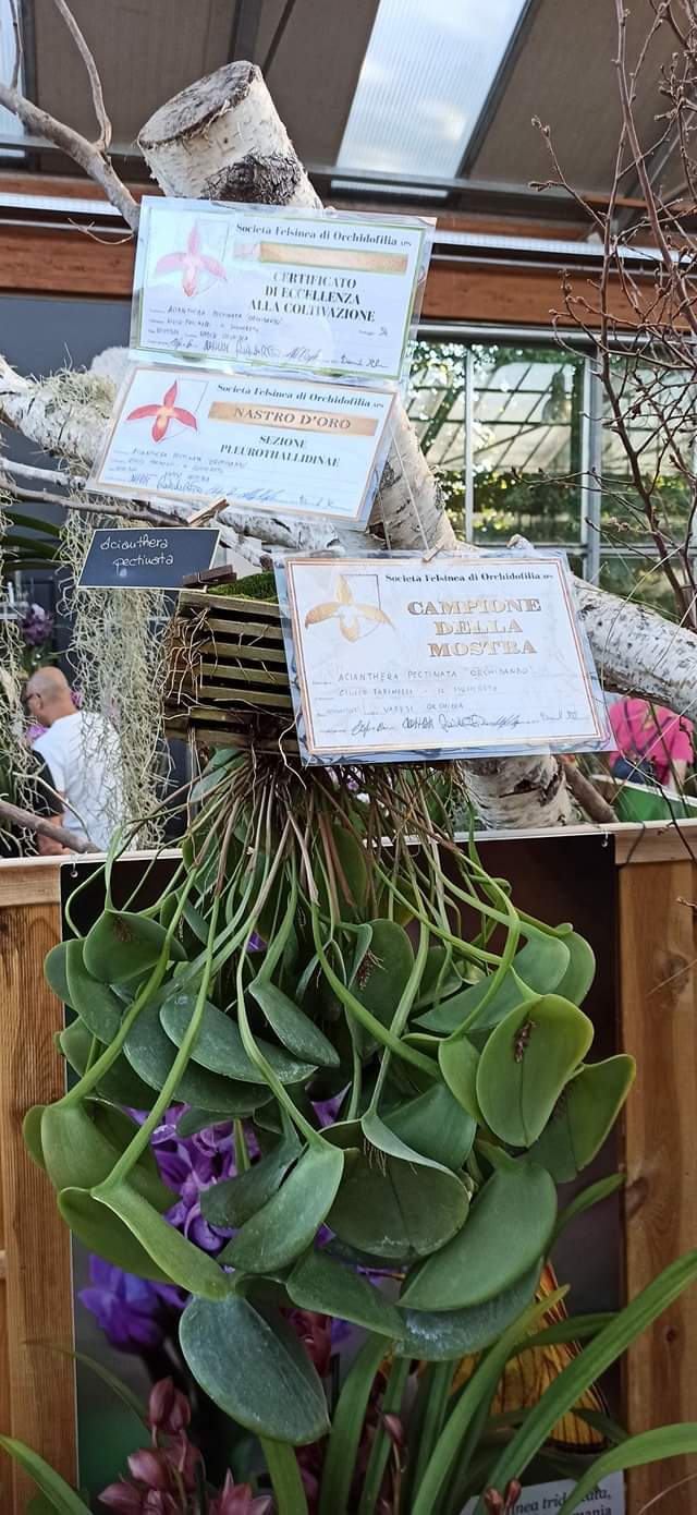 Pleurothallis pectinata