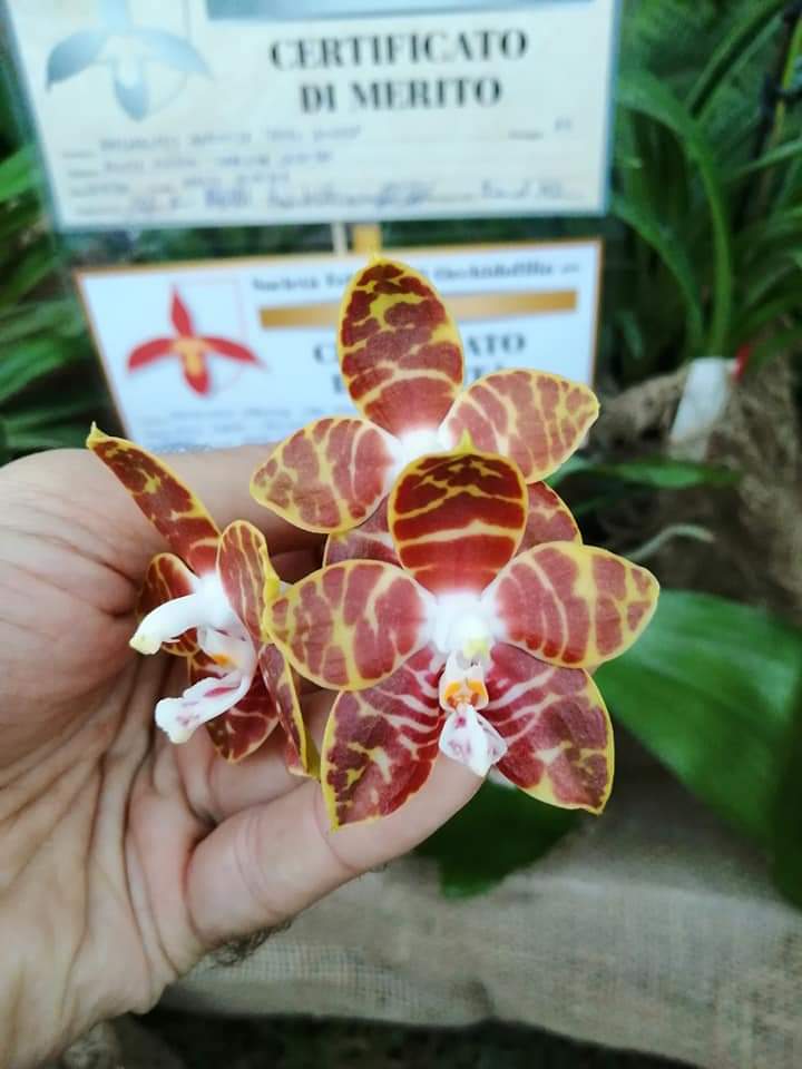 Phalaenopisis