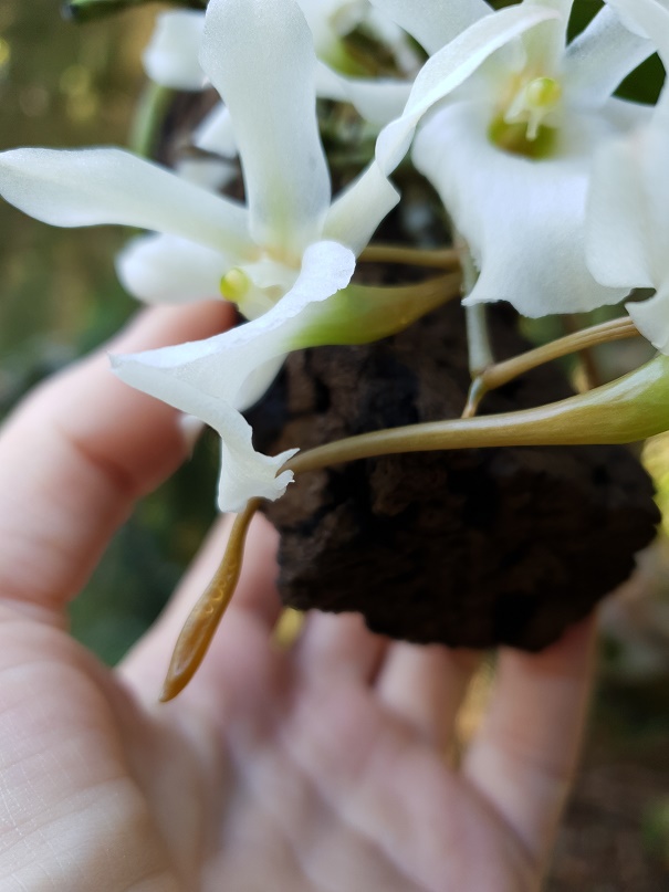 3Spur__with_nectar.jpg