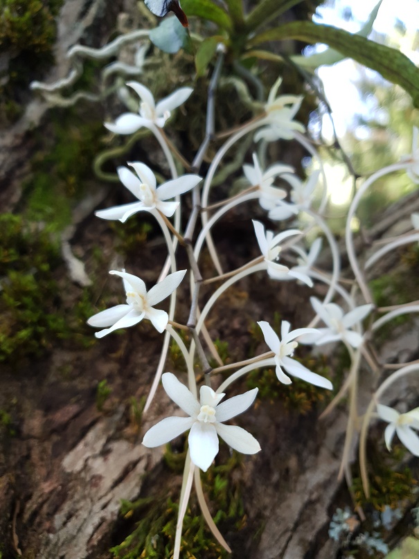 Aerangis_mystacidii_bloom.jpg