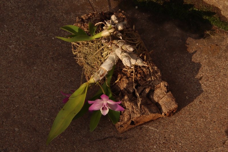 Dendrobium parishii'22..J.JPG