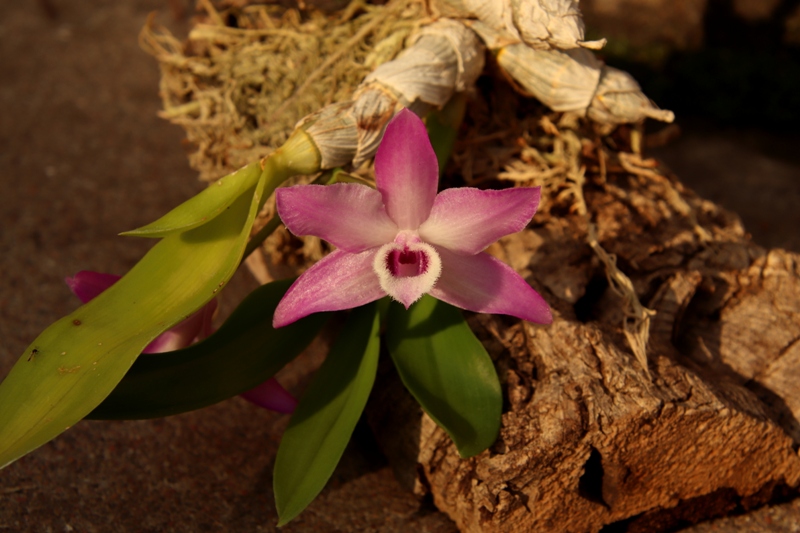 Dendrobium parishii'22..JPG