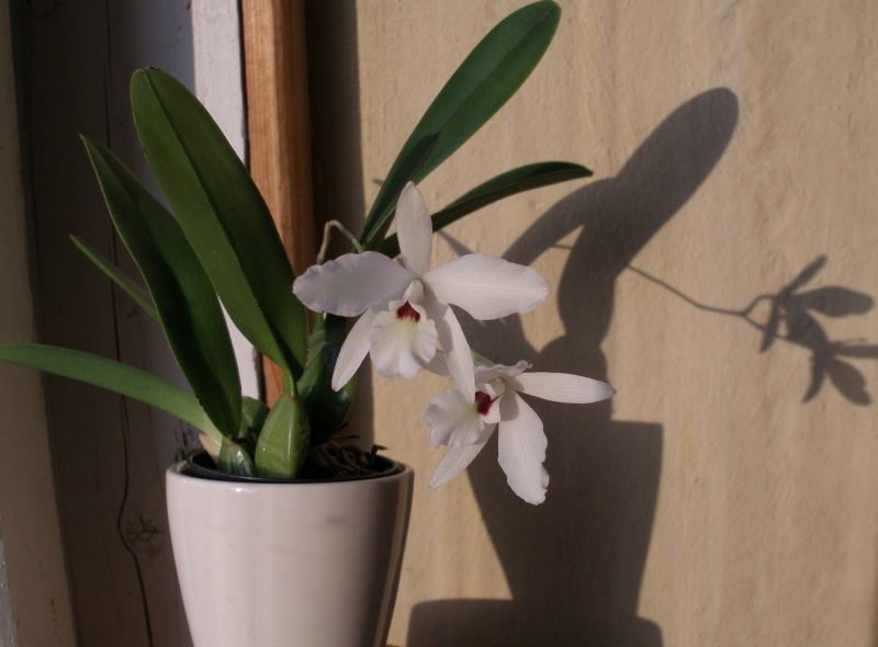 Laelia_rubescens_semi-alba.jpg