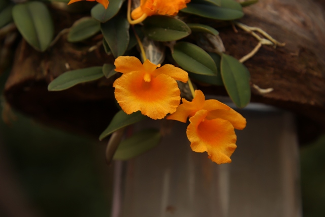 Dendrobium jenkinsii'22.08.JPG