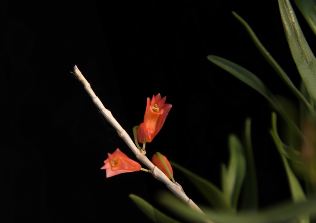 Dendrobium faciferum'22.09.flower.JPG