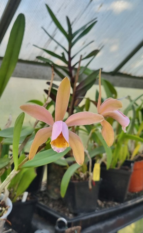 20221001_Cattleya forbesii.jpg