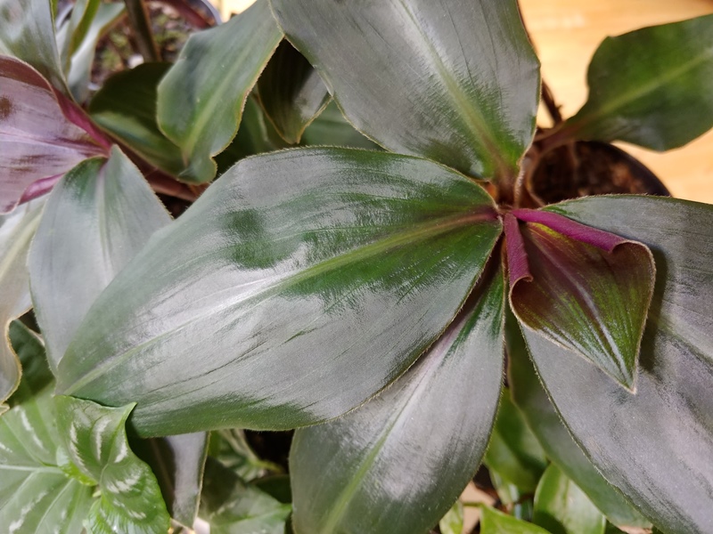 Veislinis Geogenanthus sp „Pastaza“