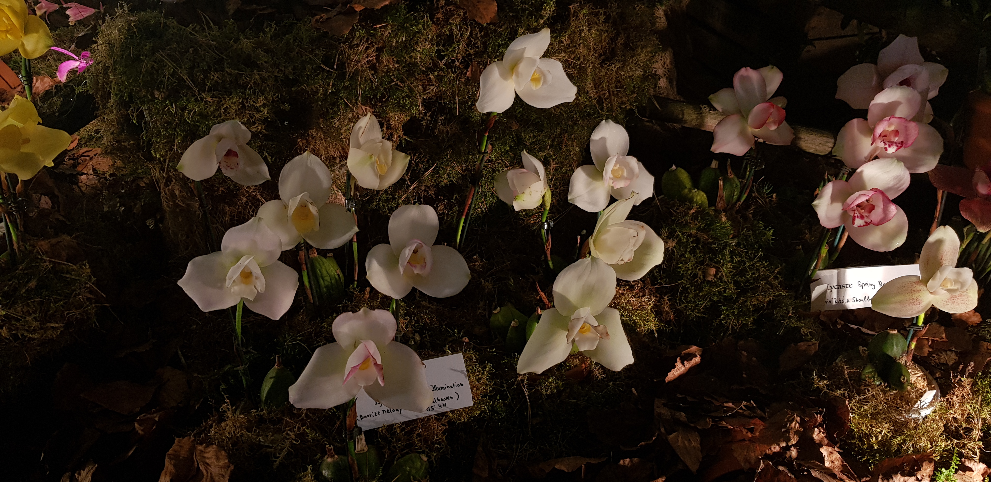 20180322_Dresdeno paroda (25).jpg