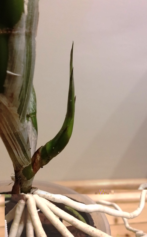 Laelia anceps tipo 2014-04-16 2.jpg