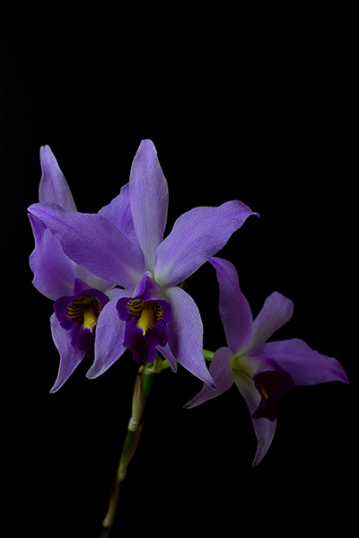 laelia-anceps-guererro01.jpg