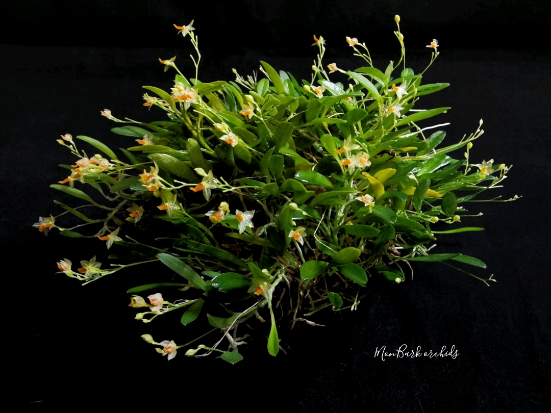 Platystele repens