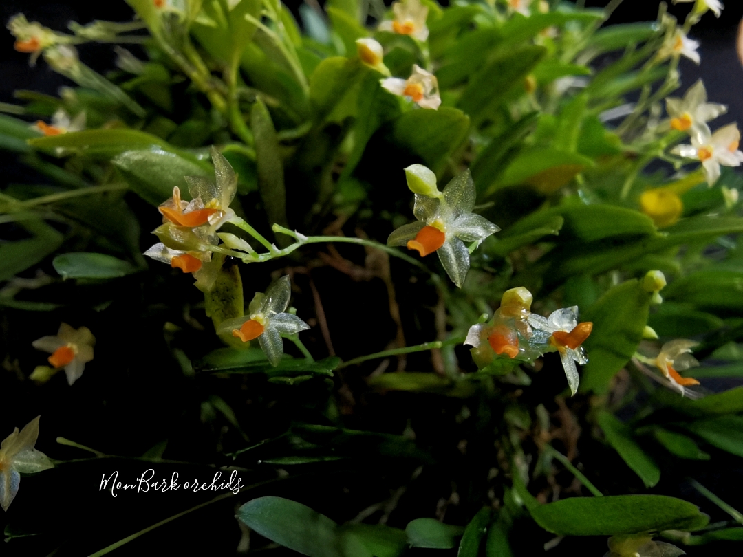 Platystele repens