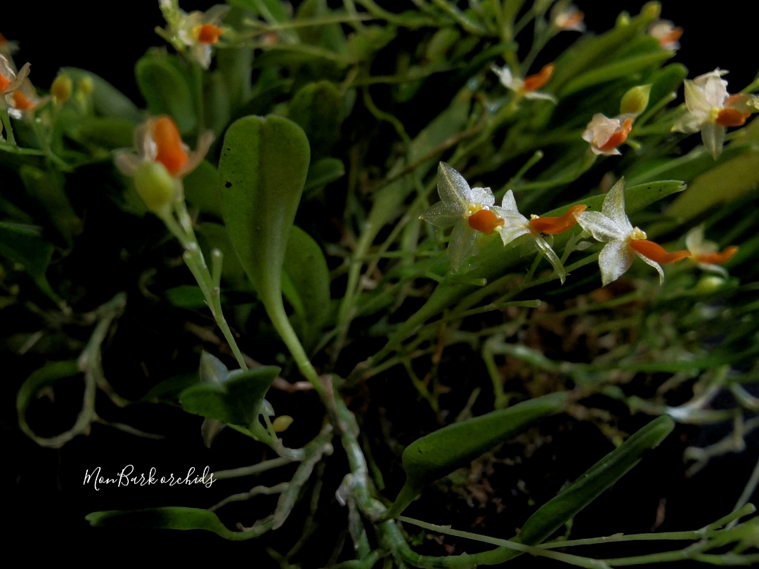 Platystele repens