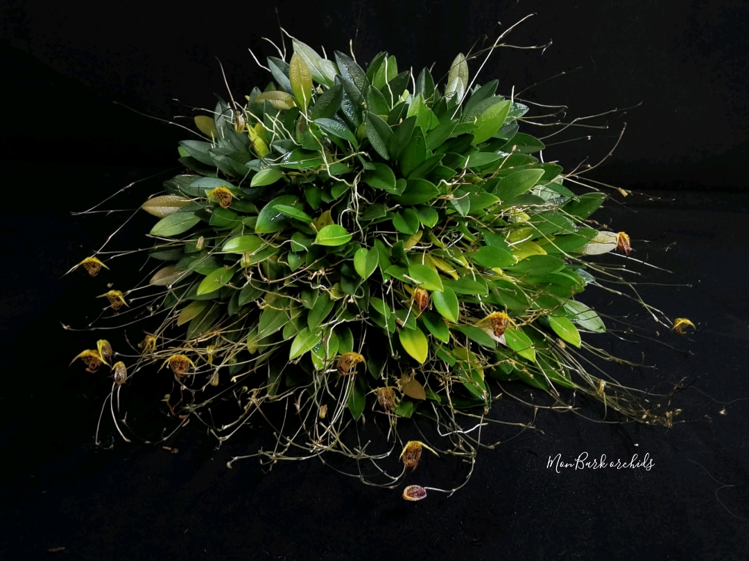 Scaphosepalum rapax