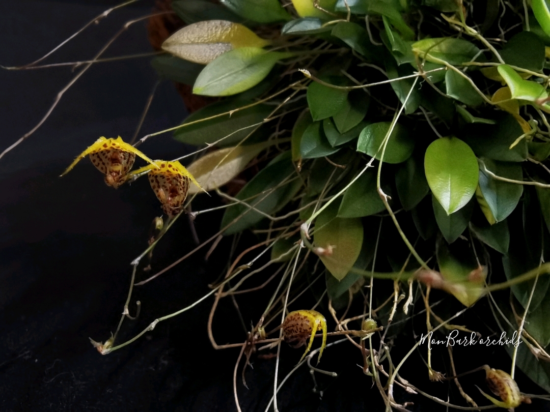 Scaphosepalum rapax