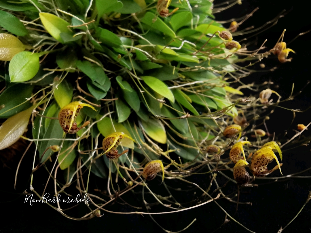 Scaphosepalum rapax