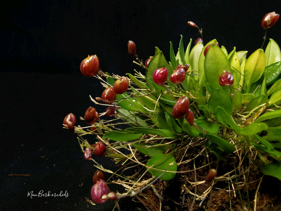 Scaphosepalum ovulare