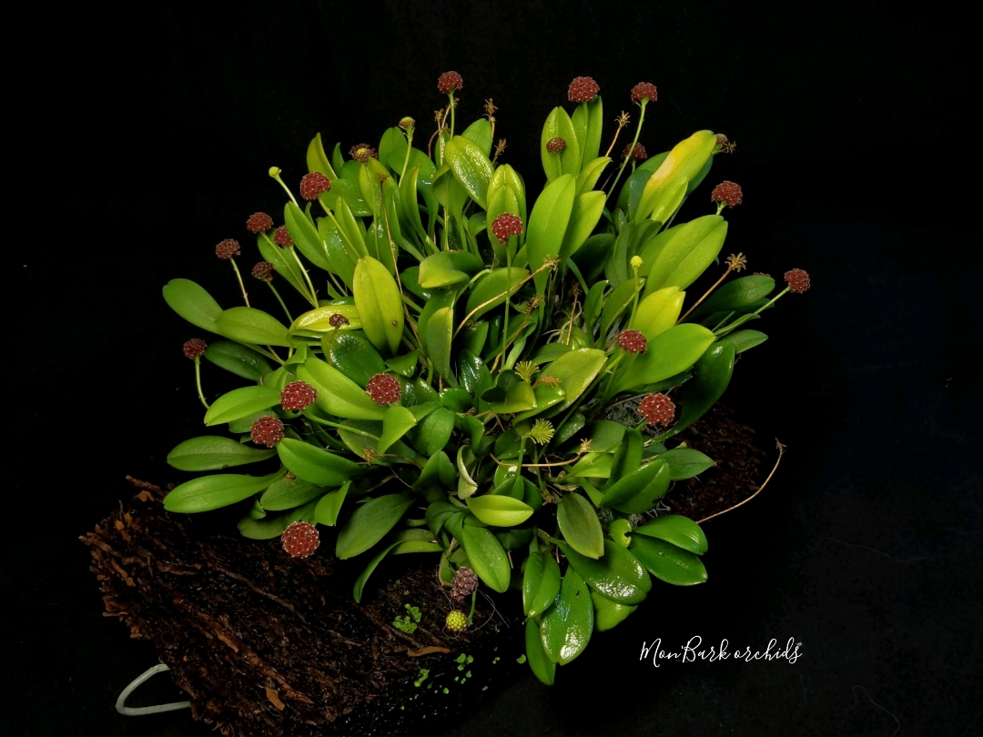 Platystele umbellata