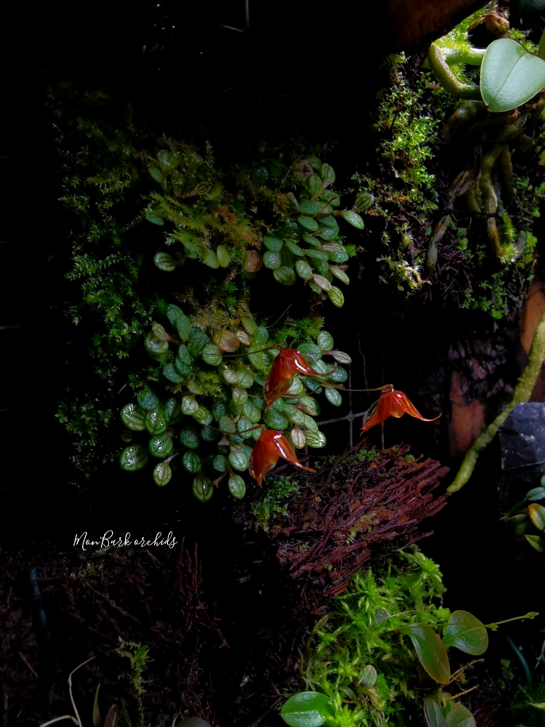 Pleurothallis dressleri