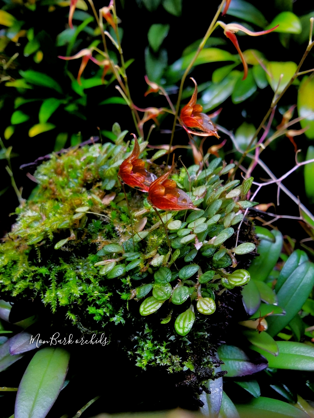 Pleurothallis dressleri