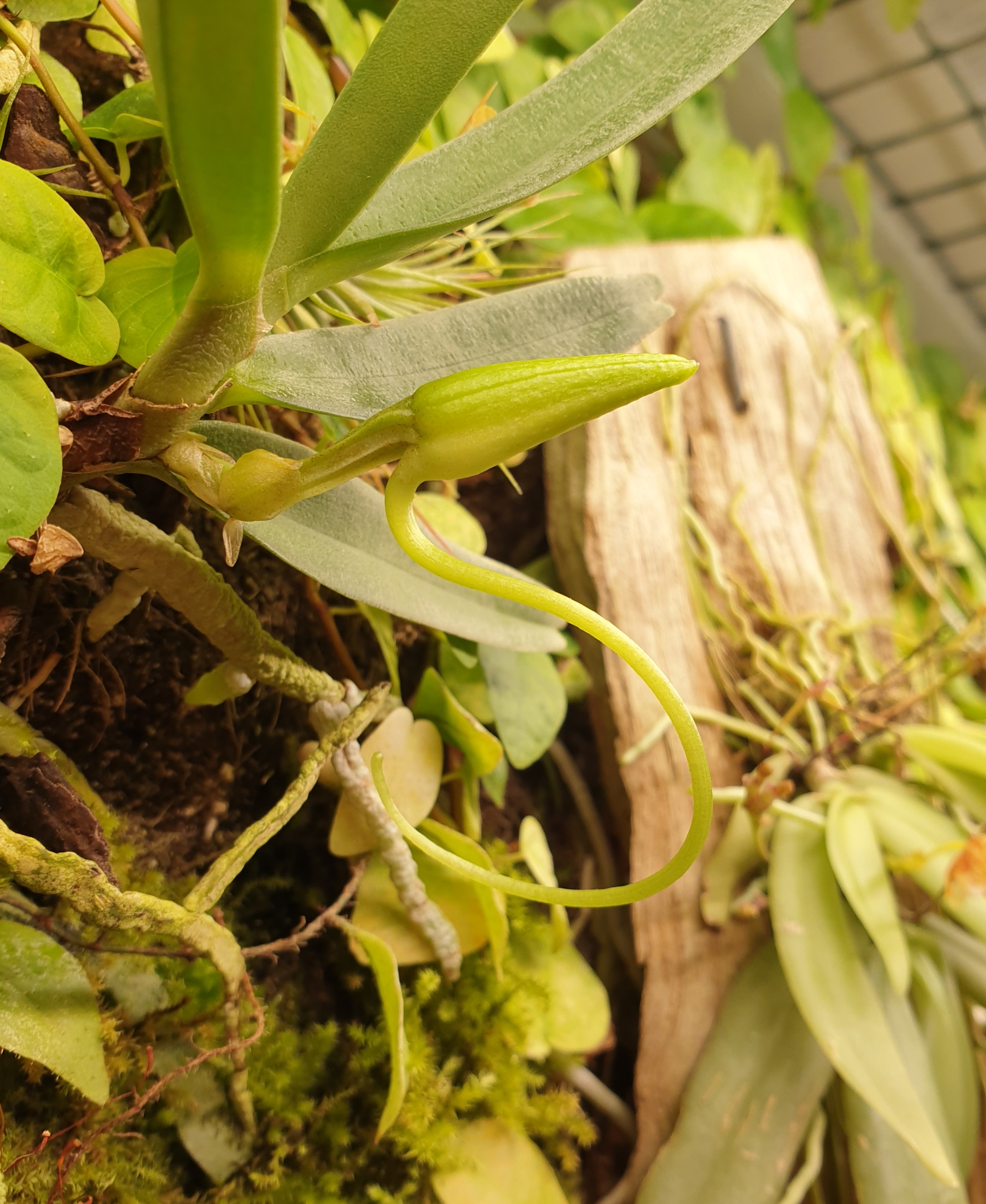 Angraecum didieri